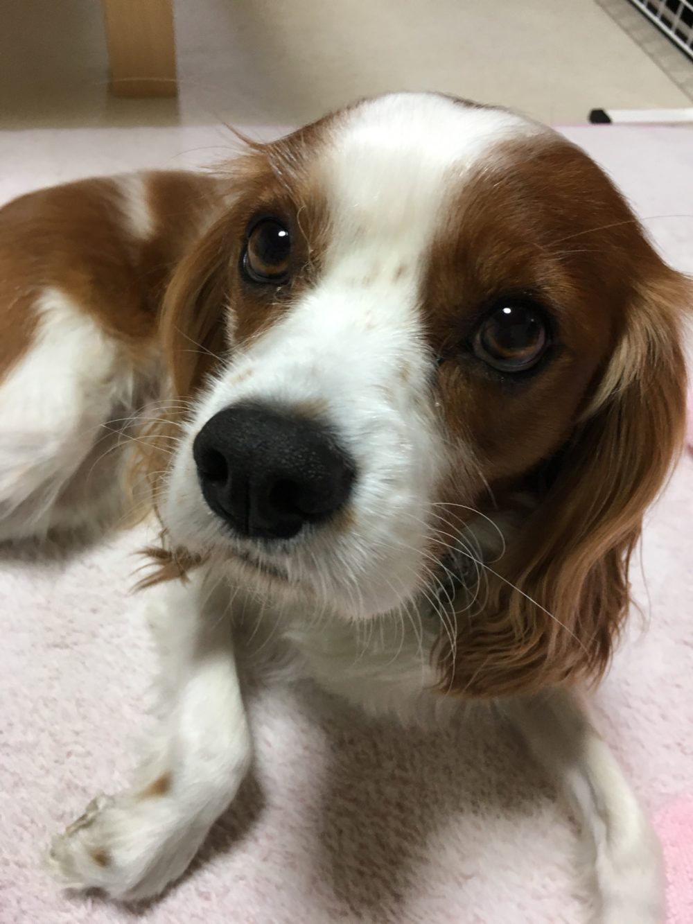 R1.12.5藤枝市お散歩大好きグディくん2回目