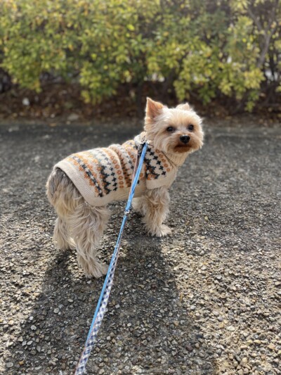 ヨークシャテリアのお散歩&お世話