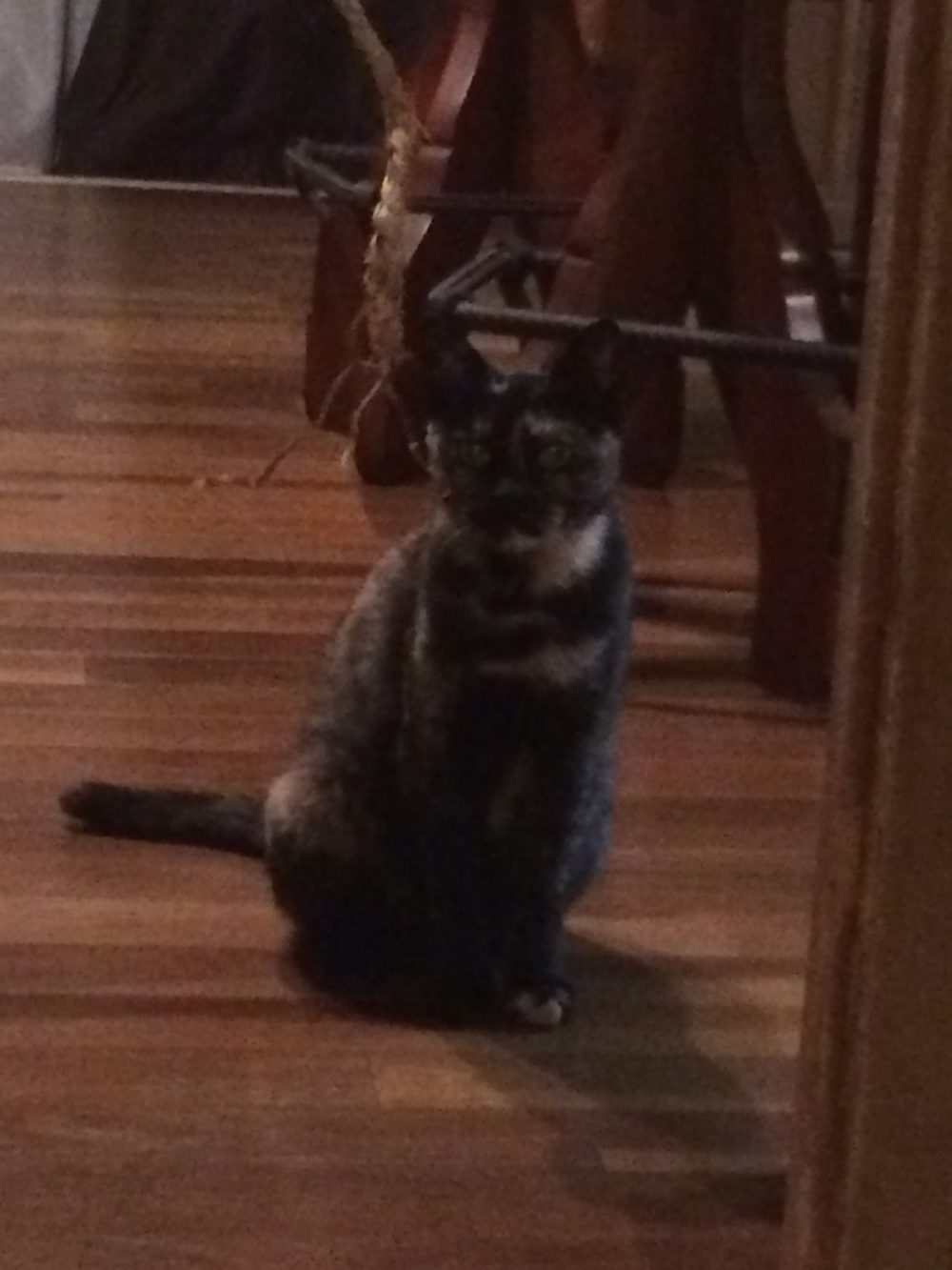 30.9.3〜4藤枝市瀬戸ノ谷の猫、むーちゃんのお世話?