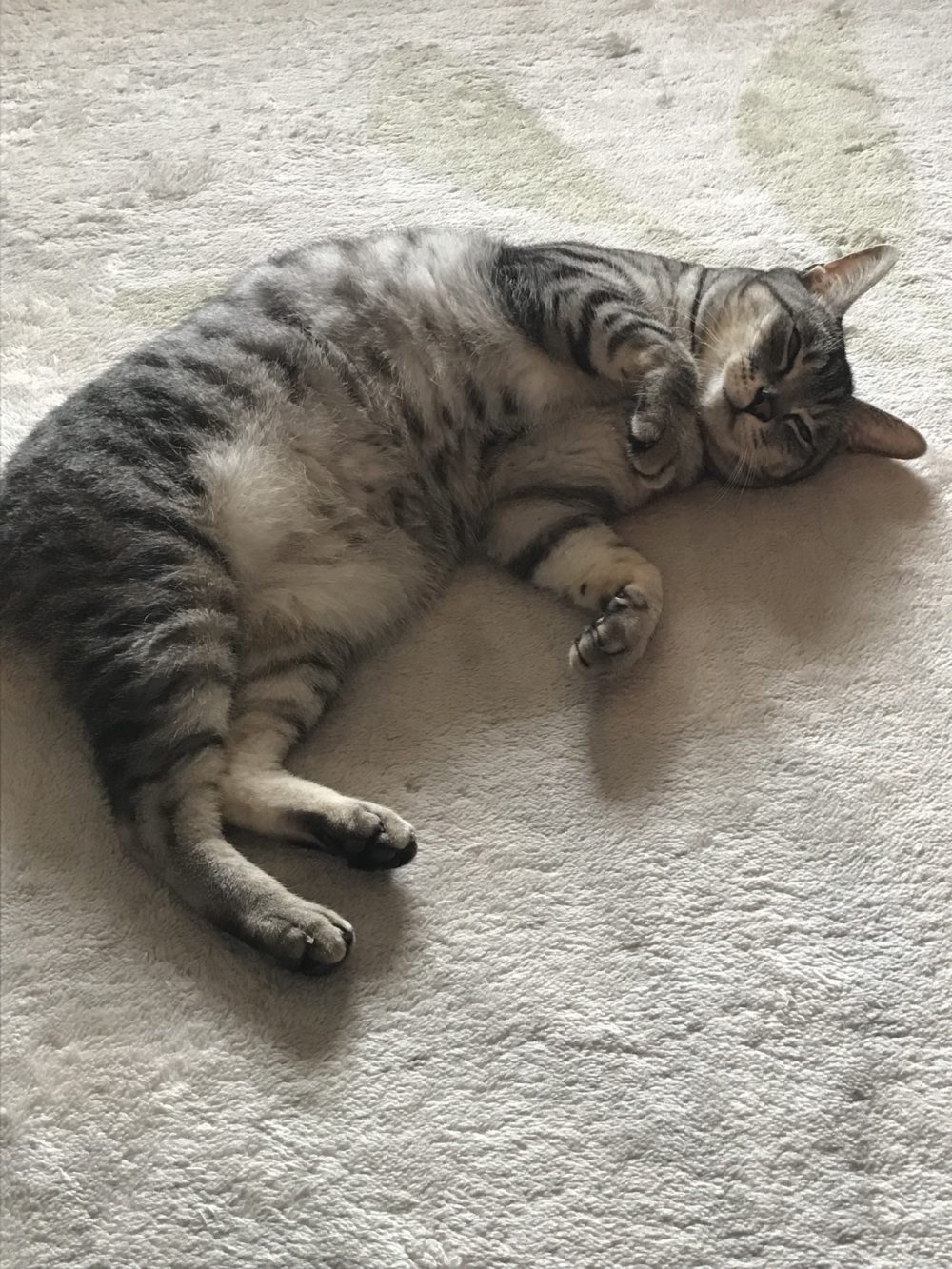 キャットシッター☆福岡市博多区 ハク君③