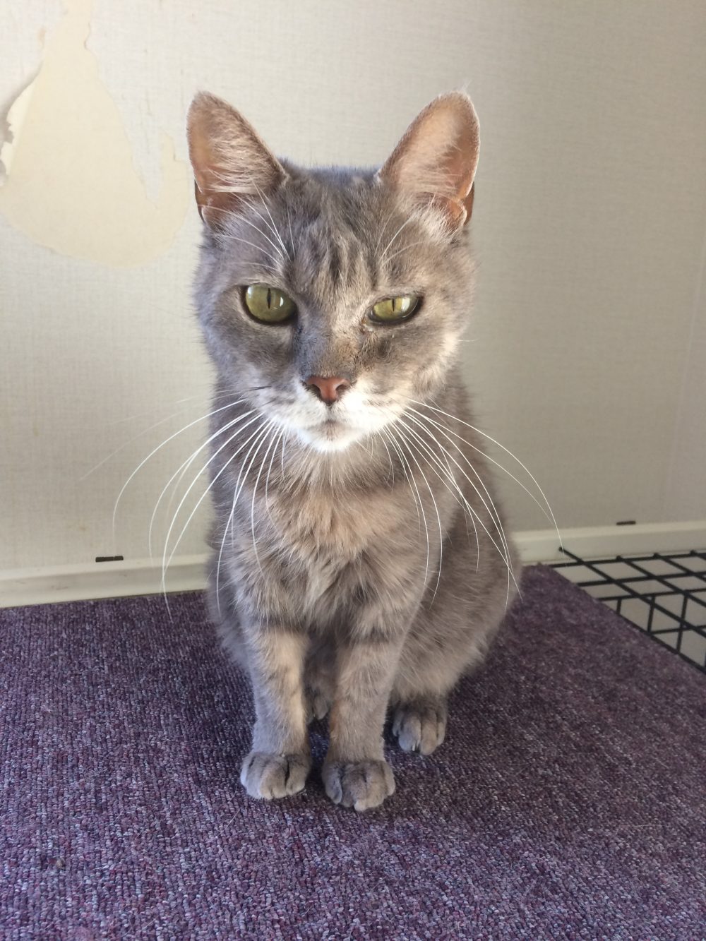 保護猫保護犬カフェビアンカナイツでのボランティア