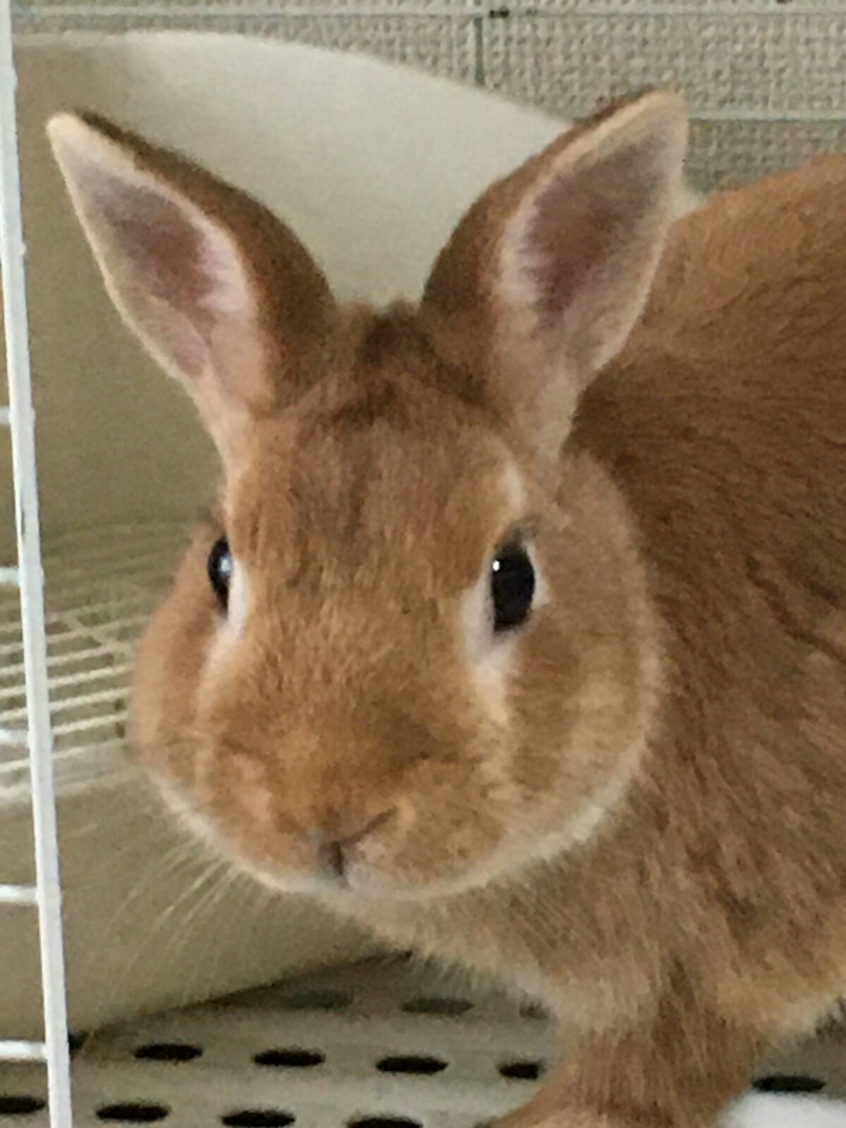 R2.6.29〜7.3猫のチョロちゃんと兎のちゃちゃまるくん