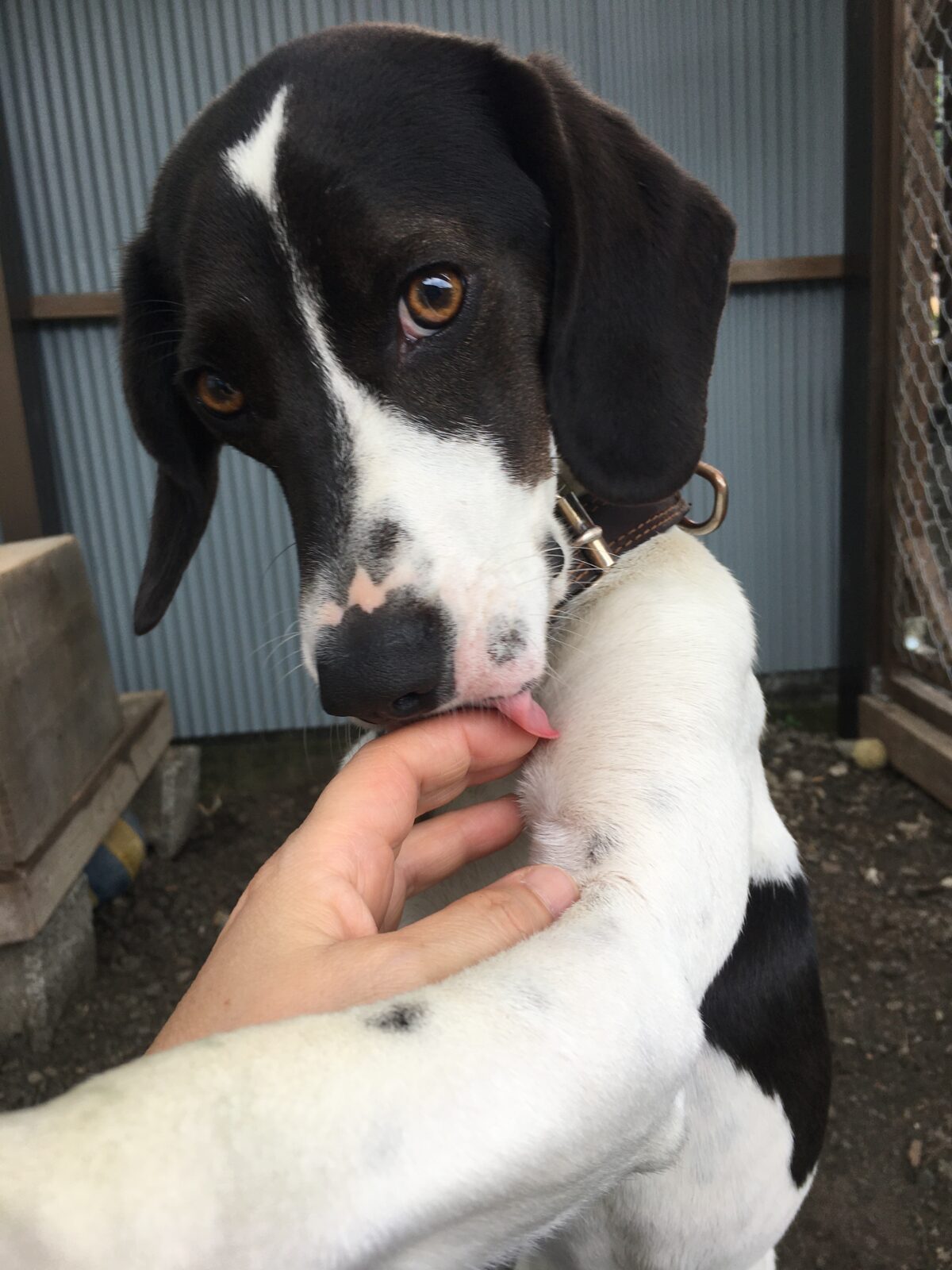 R2.6.13〜14藤枝市ポインター&ビーグルmixユキちゃん