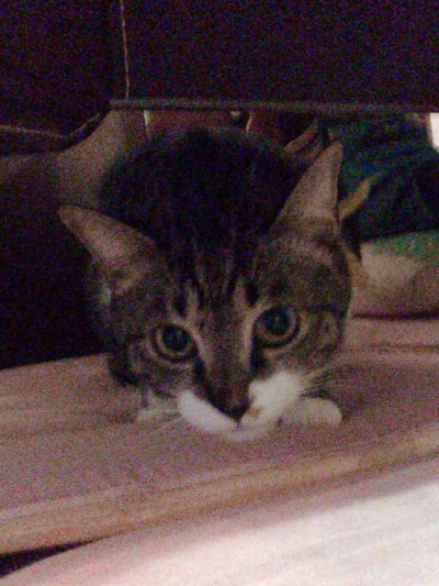 ボンちゃんのお世話🐈