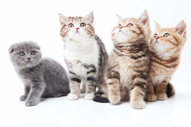 あれ？おしっこが赤い～猫の血尿から考えられる病気～004