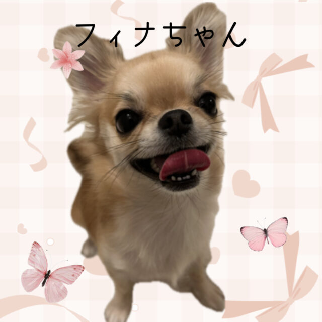 チワワのフィナちゃんのお世話