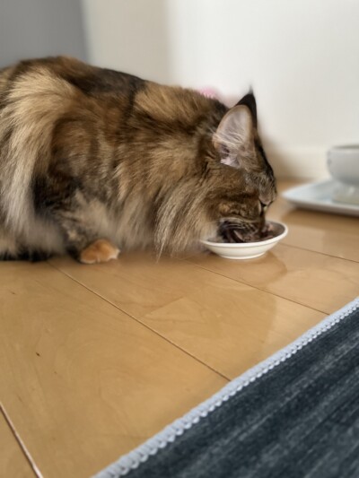 メインクーンちゃんのお世話🎶