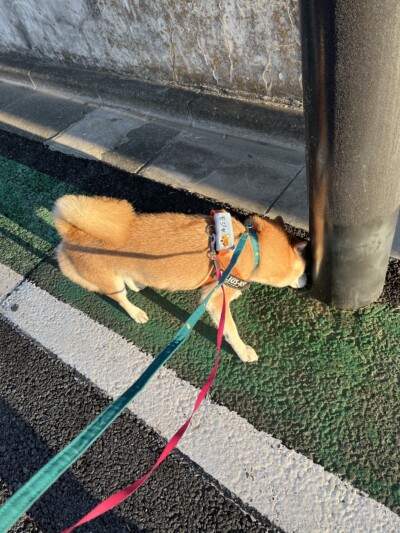 柴犬&豆柴ちゃんのお世話