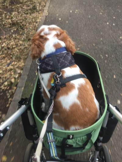 お散歩&お世話🐾