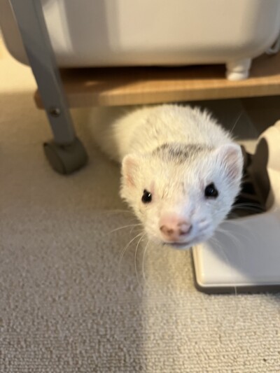 フェレットちゃんのお世話