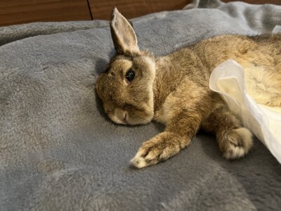 うさぎさんのカウンセリング🐰