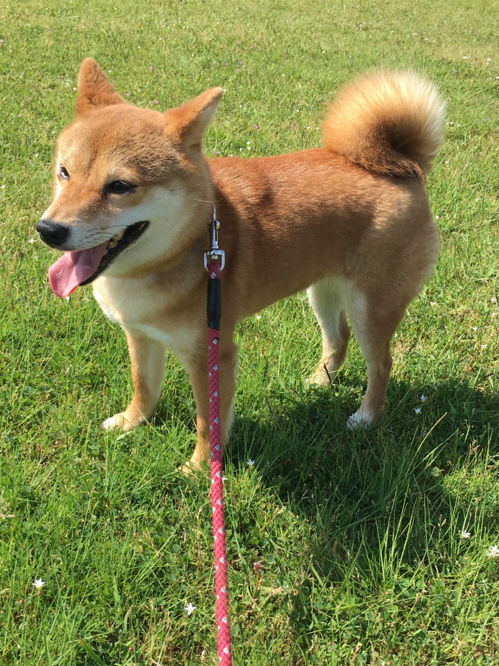 R1.5.13〜17藤枝市水上 柴犬メイちゃん