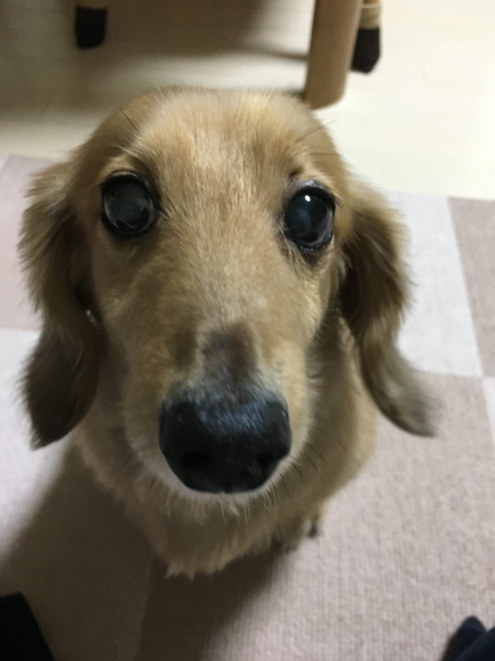 R1.7.27島田市のロールちゃんと再会♡