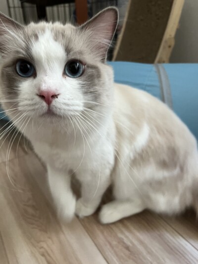 ラグドールちゃんのカウンセリング