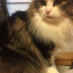 カウンセリング🎶