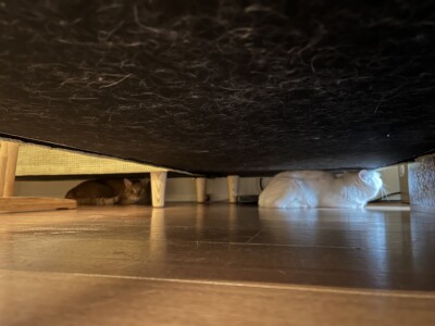 猫ちゃん達のカウンセリング🐈