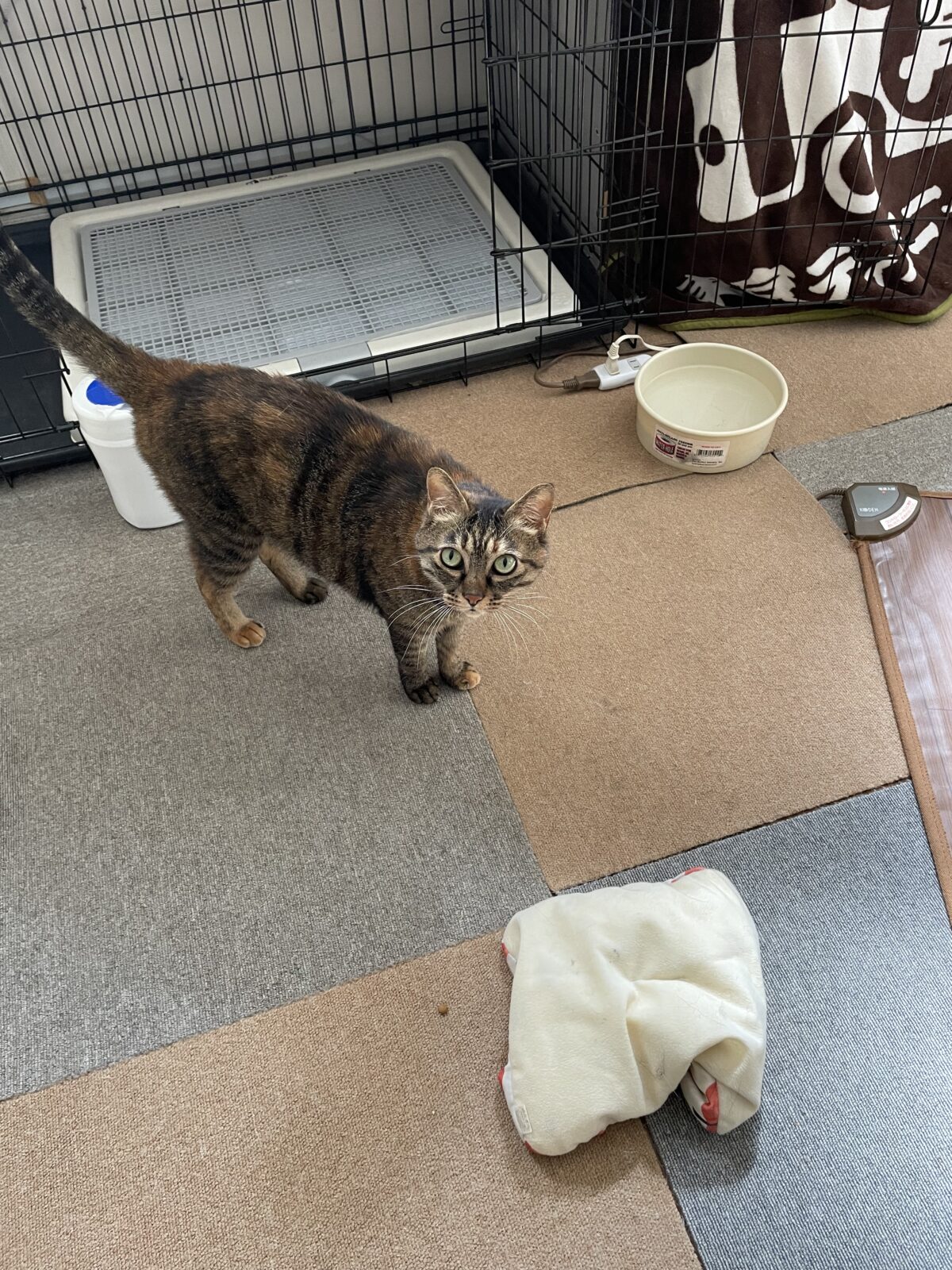 リピート様　デカプリオくんアリスちゃん　船橋市