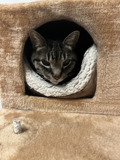 シニア猫ちゃんのお世話🐈‍⬛