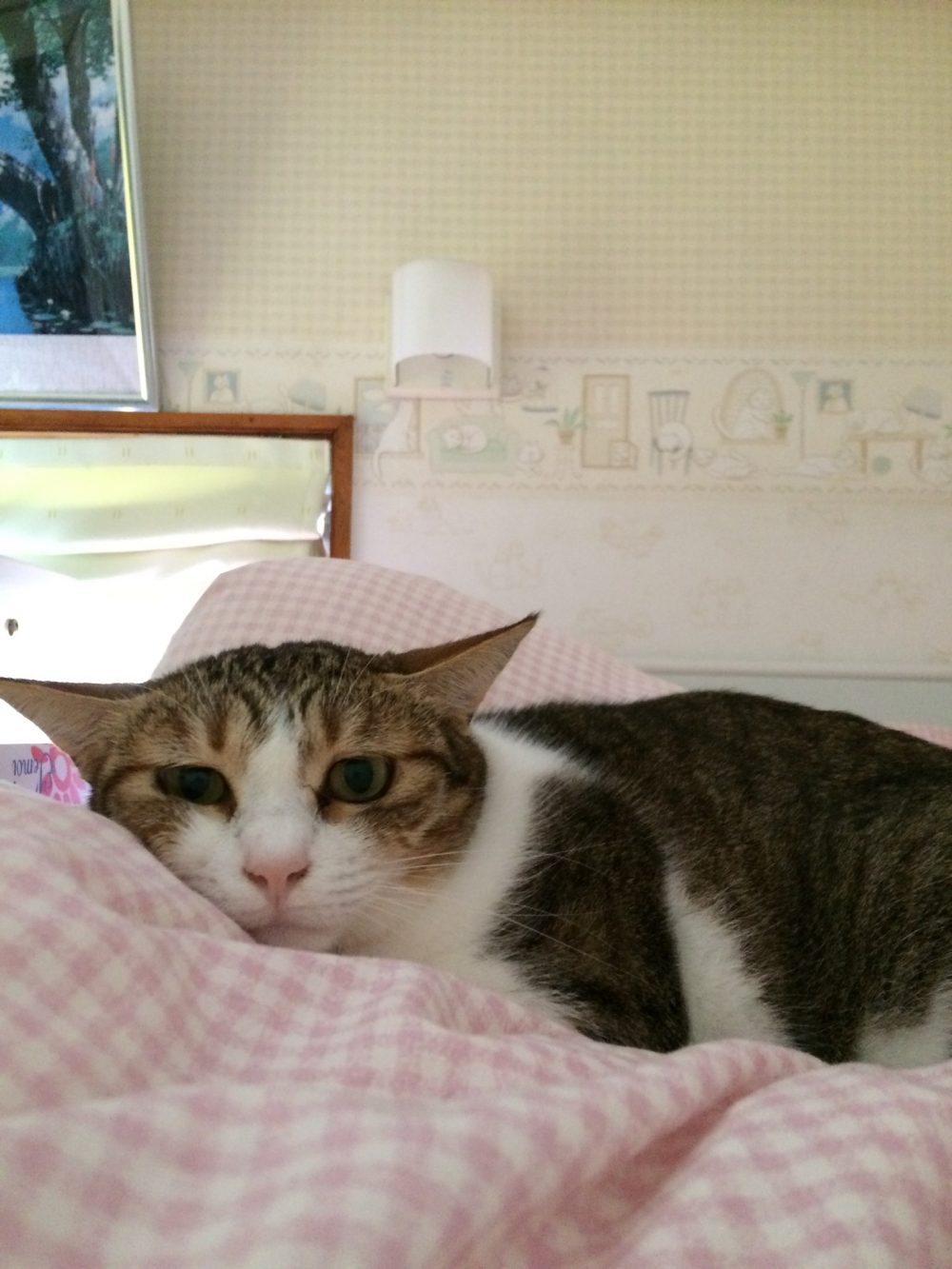 30.9.22島田市ももちゃんすずちゃんのお世話4日目