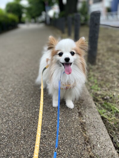 パピヨンちゃんのお散歩&お世話🐾🎶