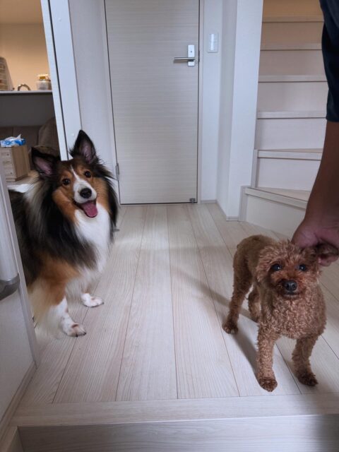 【犬のペットシッター 八王子】ティーネルちゃんのお世話の様子