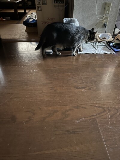 mix猫ちゃんのお世話🐈‍⬛