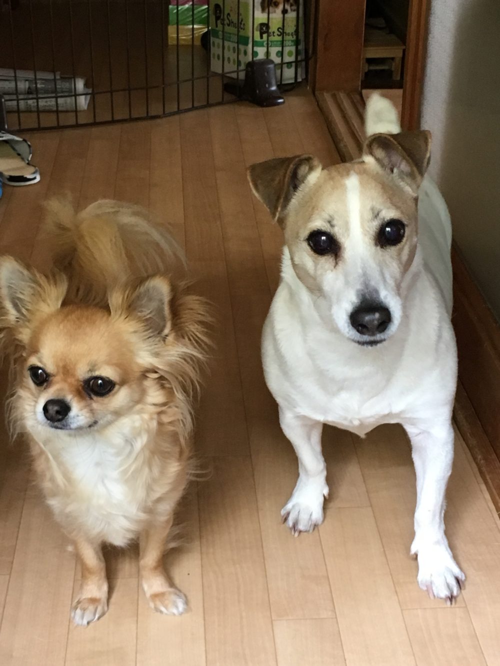 31.4.20〜21焼津市五ヶ堀之内2匹のワンちゃん達