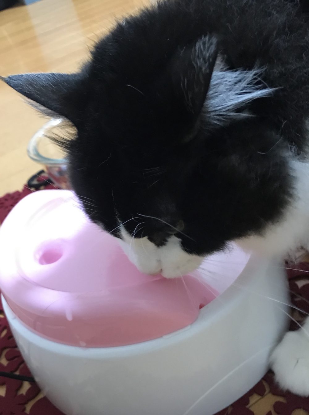 キャットシッター☆福岡市博多区 リン君④