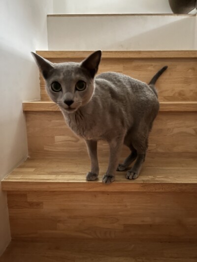 猫ちゃんのお世話🐈‍⬛