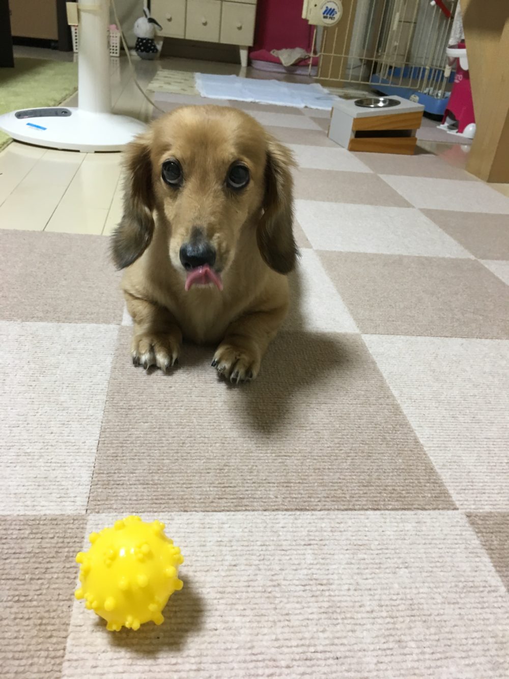 R.1.8.23島田市ロールちゃんの3度目のお世話