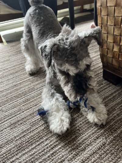 シュナウザーちゃんのカウンセリング🐾