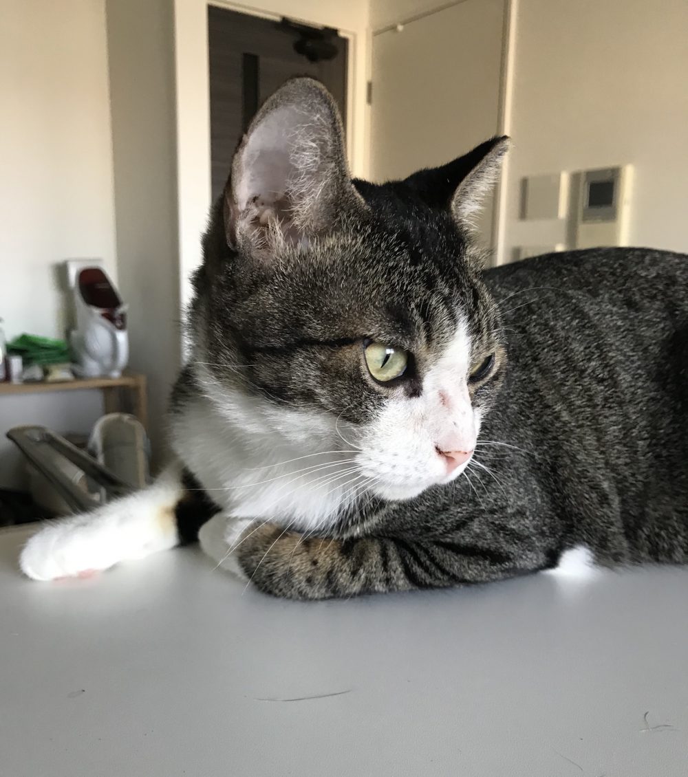 キャットシッター☆福岡市博多区 元保護猫⑤