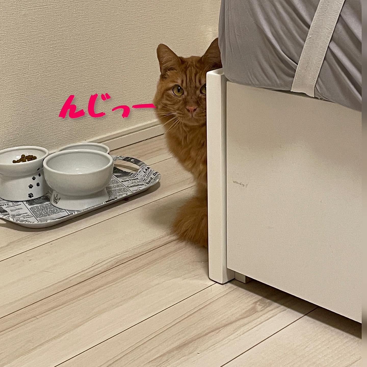 🐱お打ち合わせの様子🐱