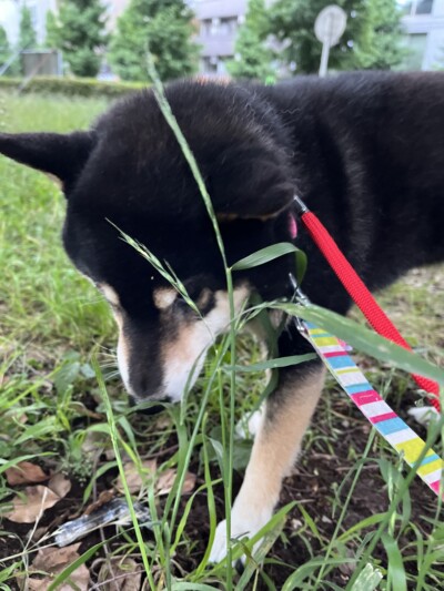 豆柴ちゃんのお散歩🐾