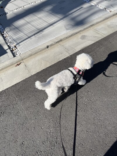 トイプードルちゃんのお世話🐾