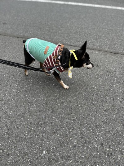 シニア犬のお世話🎶