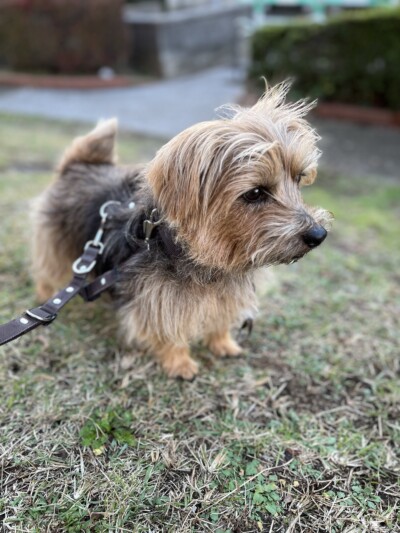 ノーフォークテリアちゃんのお世話🐾