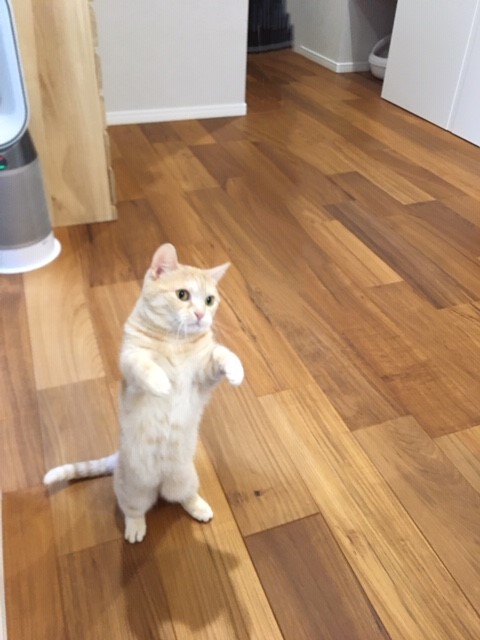 川口市　ココくん、ルーくん　キャットシッター