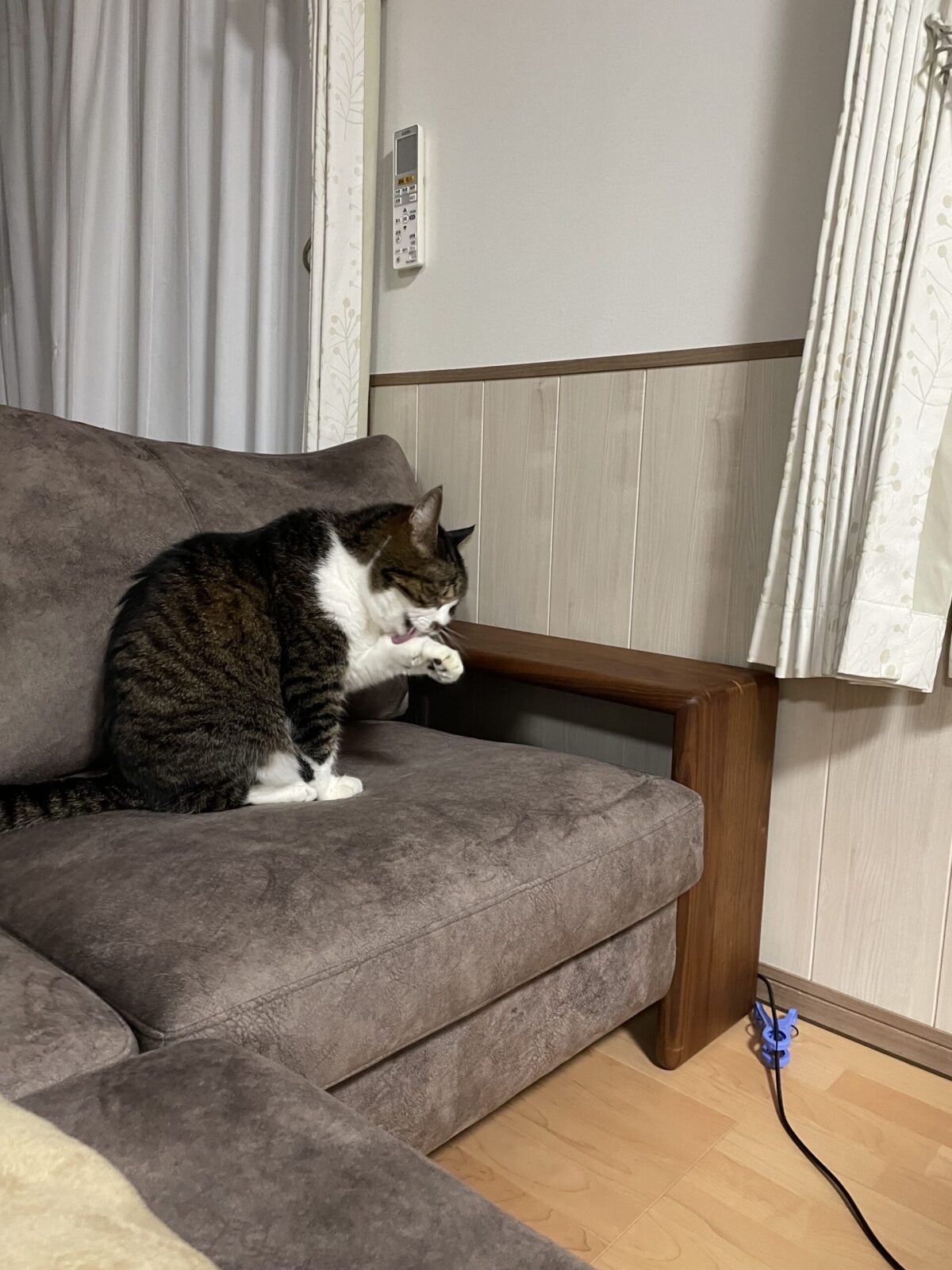 ペットシッター