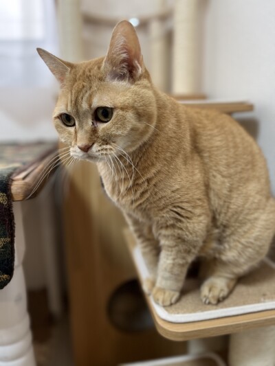 シニア猫さんのお世話🐈