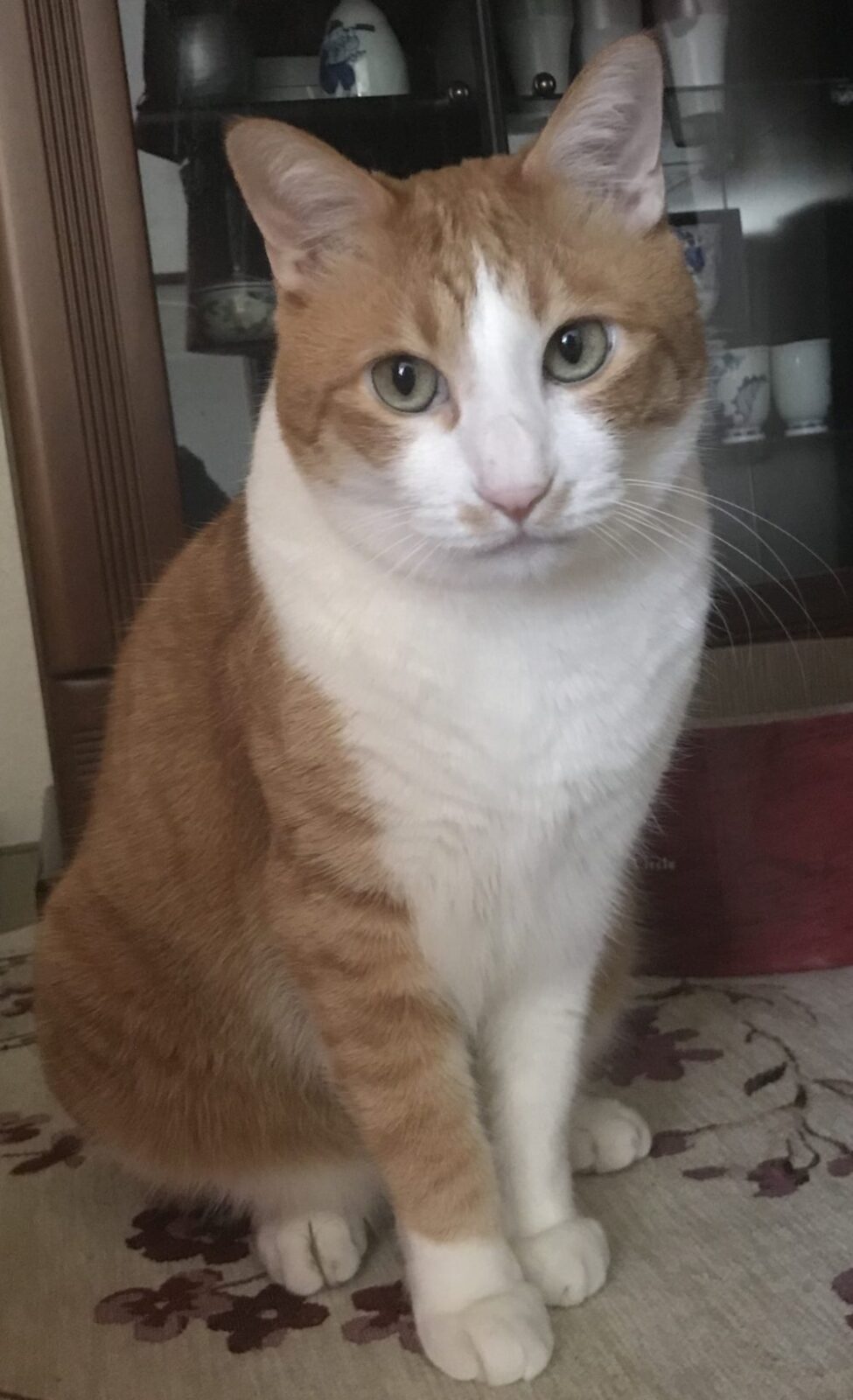 キャットシッター☆福岡市中央区 エンジェルちゃんとミラクル君①