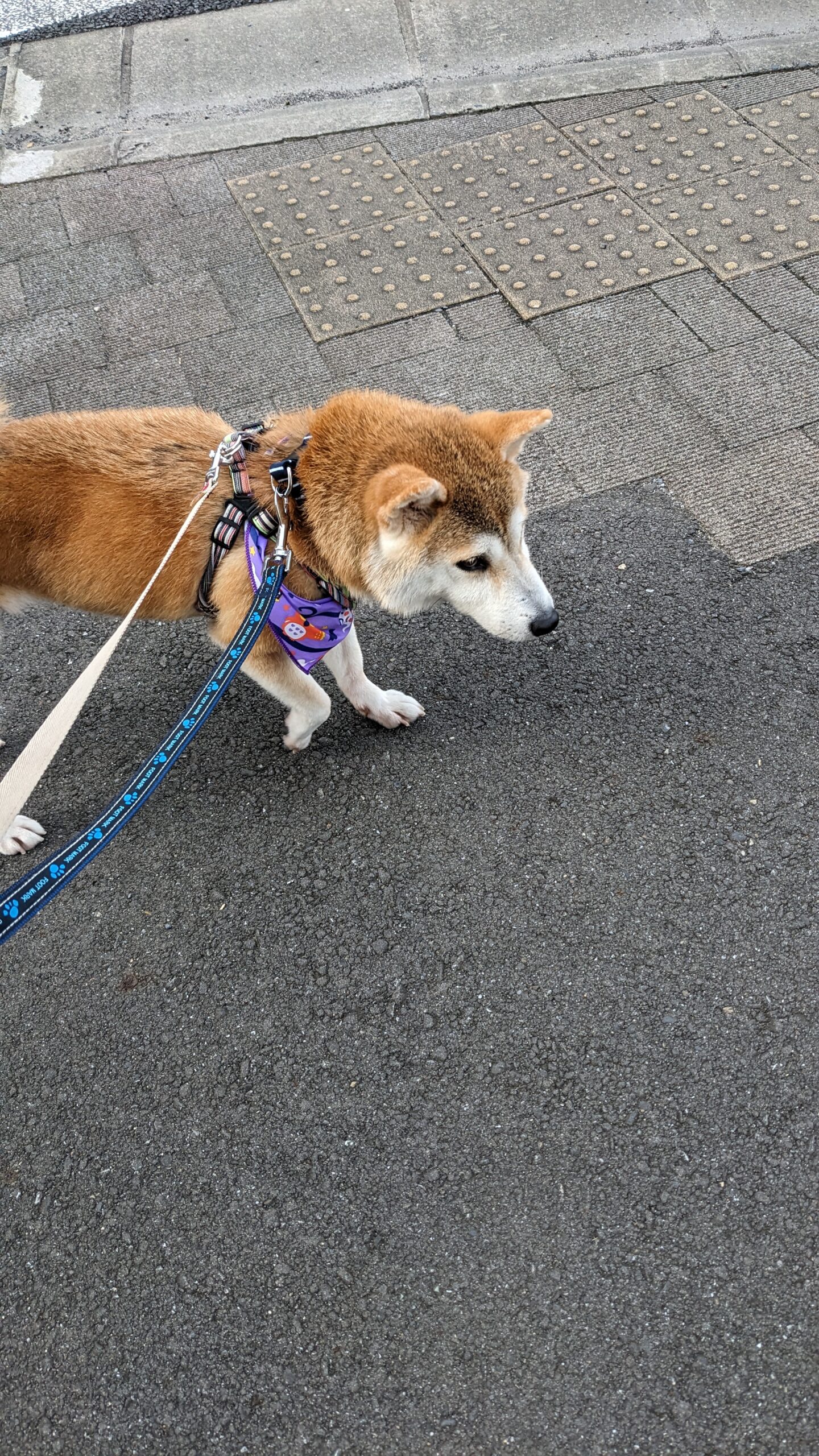 柏市　わんちゃん【うりちゃん】のお散歩代行🐶