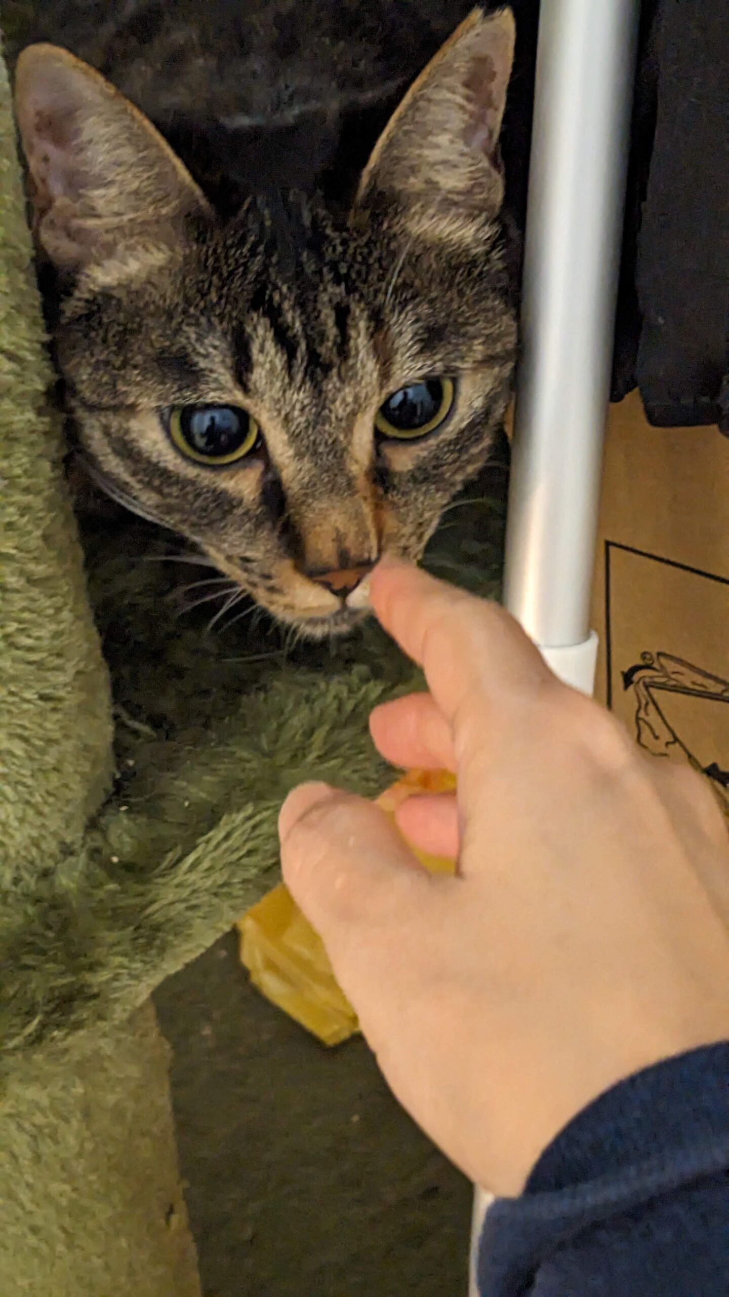 柏市 猫ちゃん【くーちゃん】のお世話😺