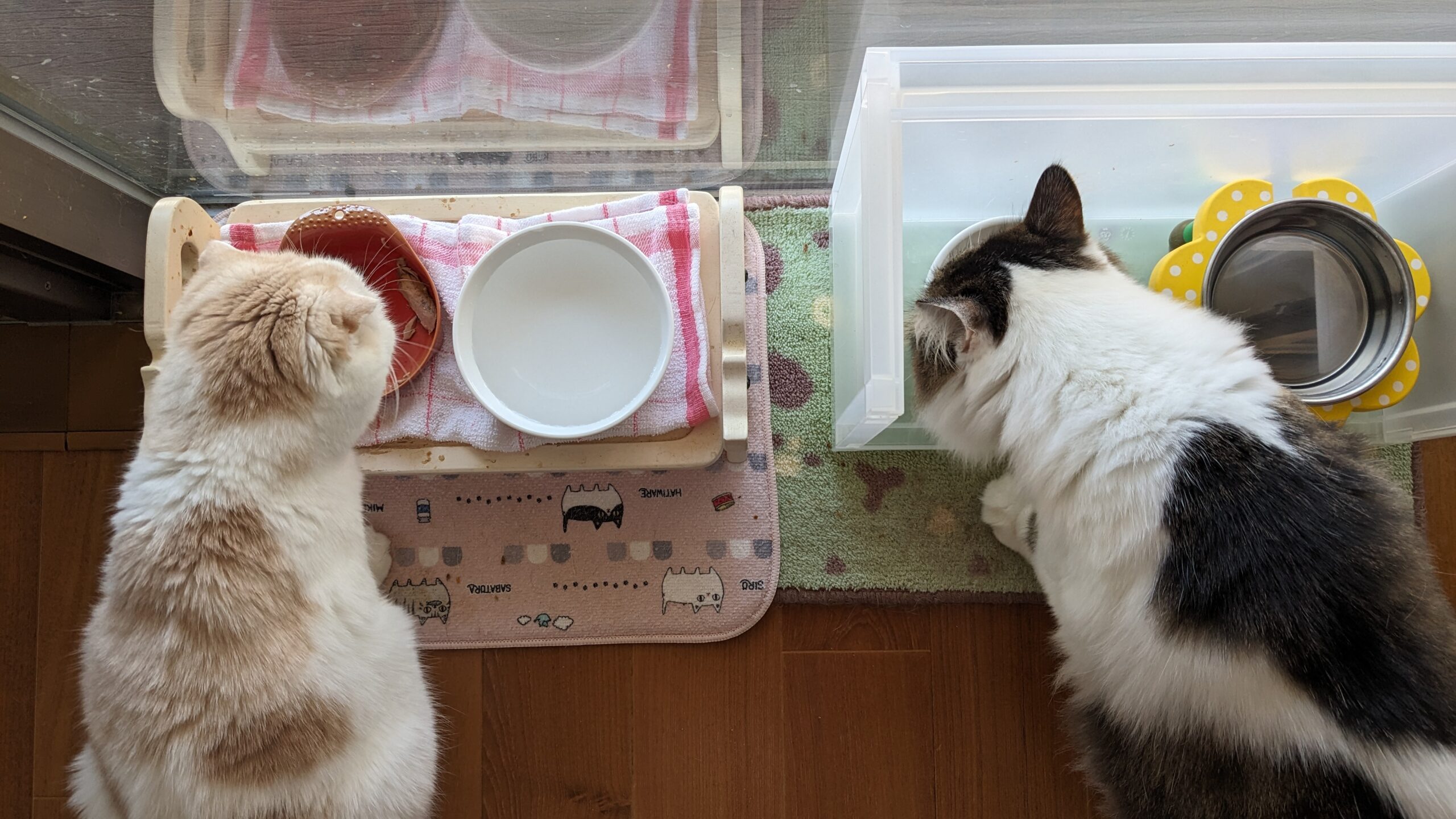 柏市　猫ちゃん2匹【文太くん、はなちゃん】のお世話😺