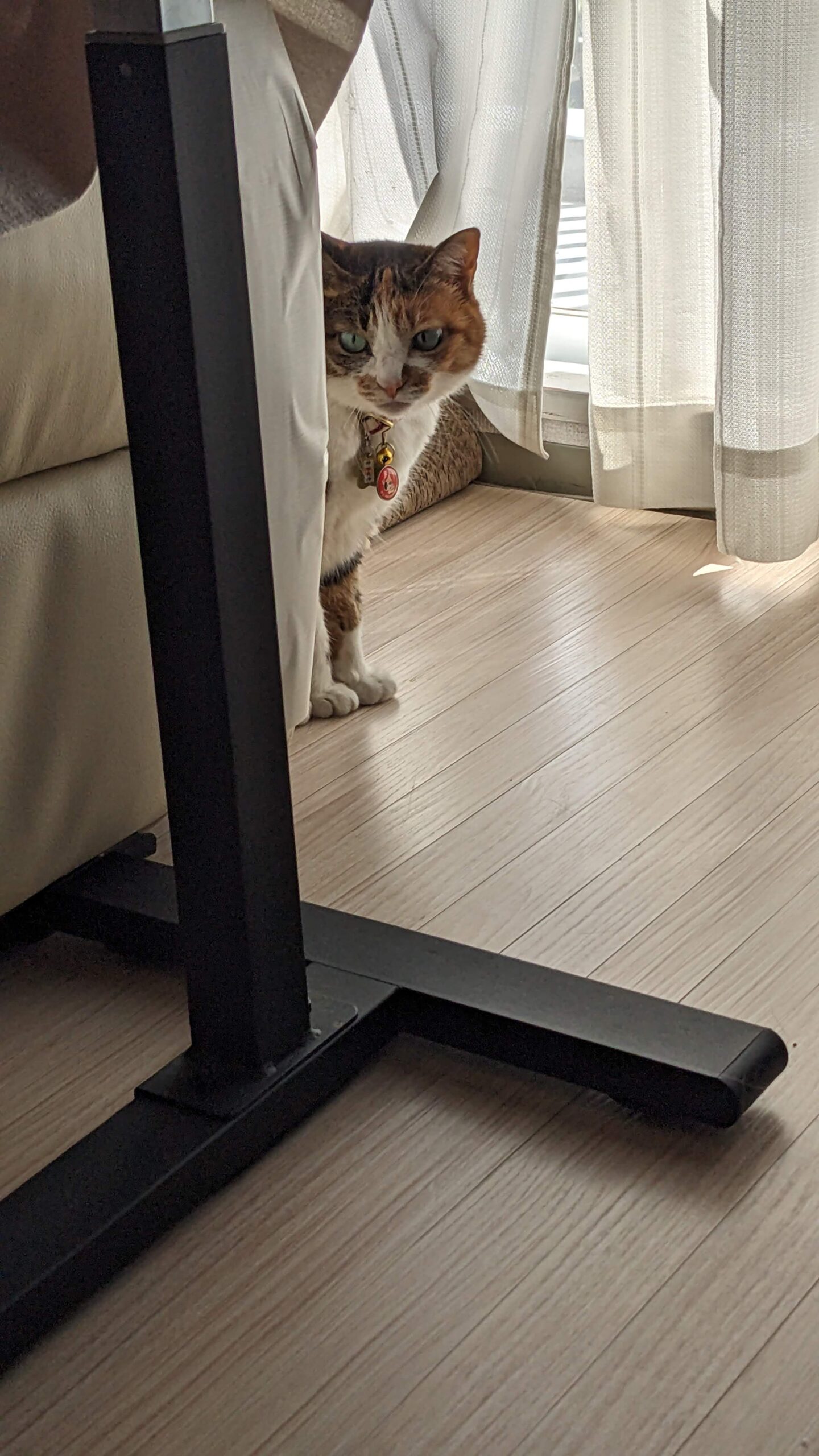 流山市 猫ちゃん2匹【ミミちゃん、ココちゃん】のお世話😺