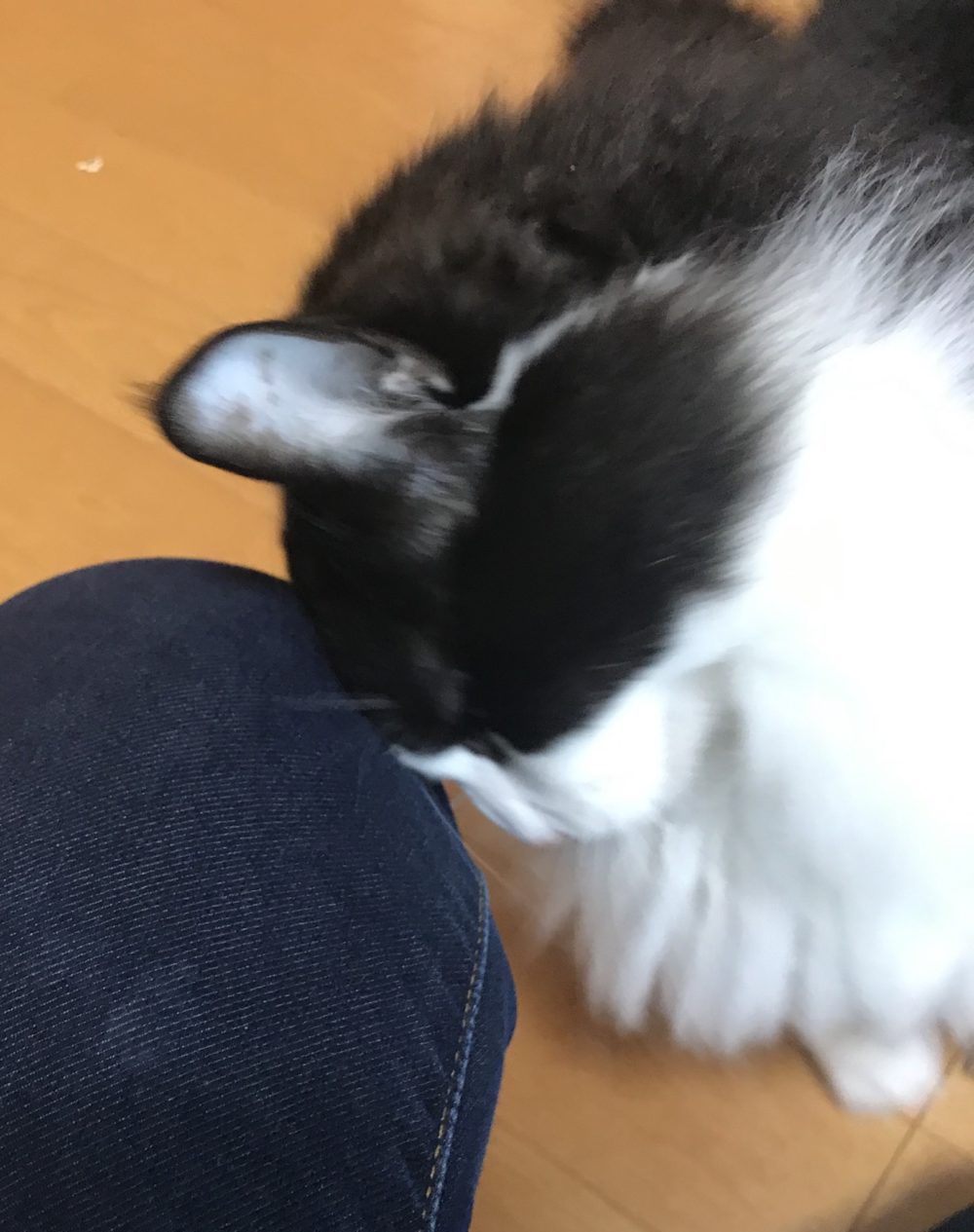 キャットシッター☆福岡市博多区 リン君④