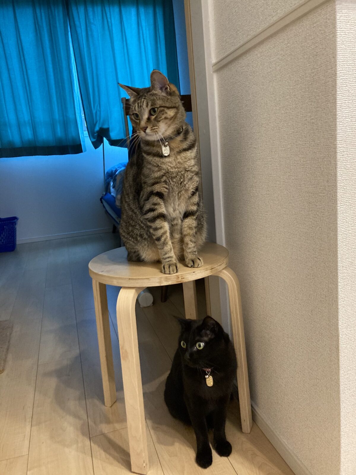 R3.5.15〜17藤枝市虎之助くん渚ちゃん(=^x^=)