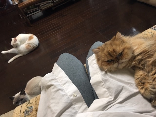 さいたま市　浦和区　小梅ちゃん　ペットシッター