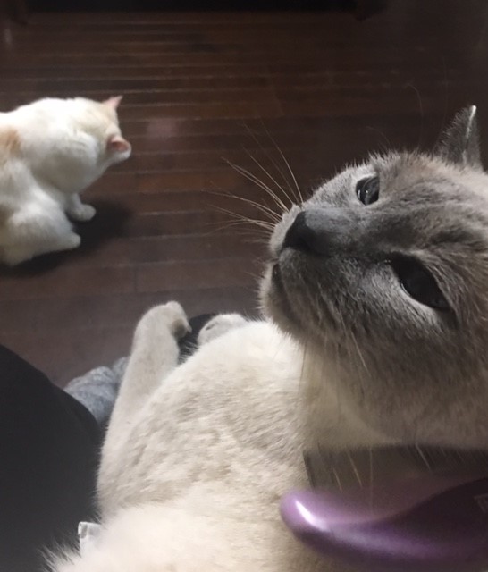 川口市　スリー猫ちゃんズ　初回訪問