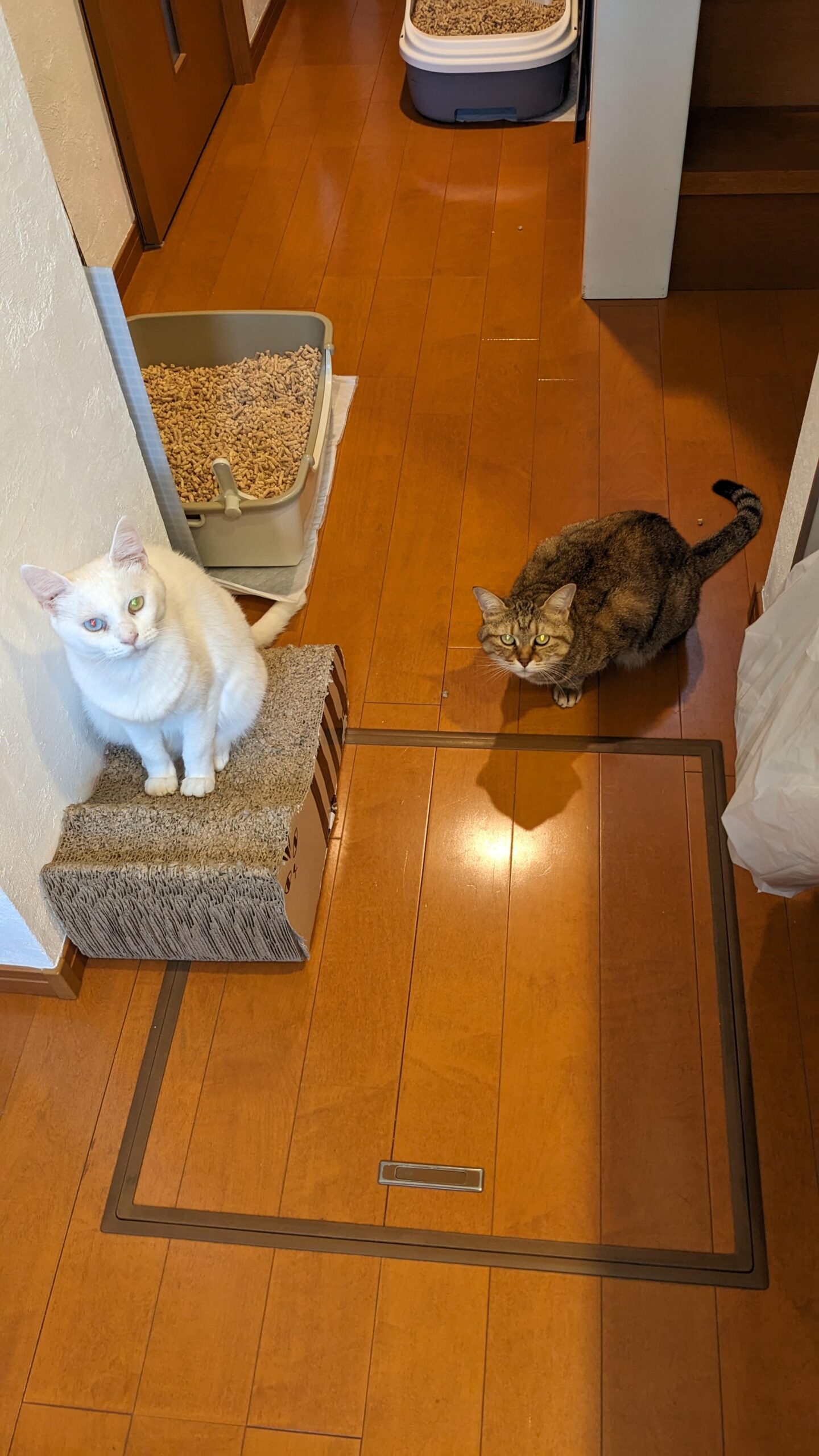 柏市　猫ちゃん2匹【かぼすちゃん、はもちゃん】のお世話😺　